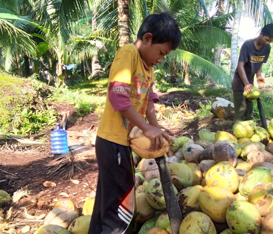 anak kelapa crop